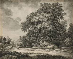 Waldlandschaft